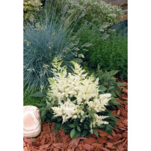 Астильба арендса Астарі Вайт | Astilbe arendsii Astary White | Астильба арендса Астари Вайт