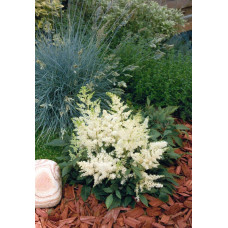 Астильба арендса Астарі Вайт | Astilbe arendsii Astary White | Астильба арендса Астари Вайт