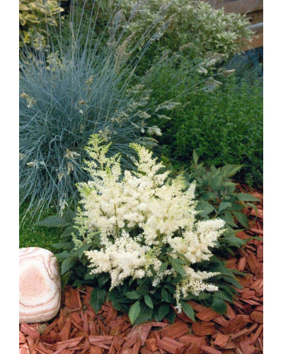 Астильба арендса Астарі Вайт | Astilbe arendsii Astary White | Астильба арендса Астари Вайт