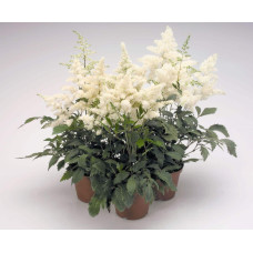Астильба арендса Астарі Вайт | Astilbe arendsii Astary White | Астильба арендса Астари Вайт