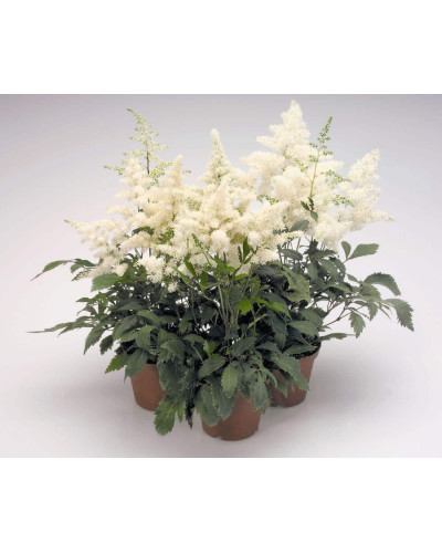 Астильба арендса Астарі Вайт | Astilbe arendsii Astary White | Астильба арендса Астари Вайт