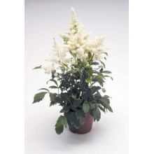 Астильба арендса Астарі Вайт | Astilbe arendsii Astary White | Астильба арендса Астари Вайт