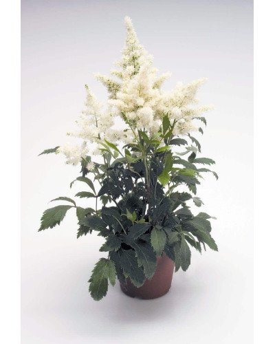 Астильба арендса Астарі Вайт | Astilbe arendsii Astary White | Астильба арендса Астари Вайт