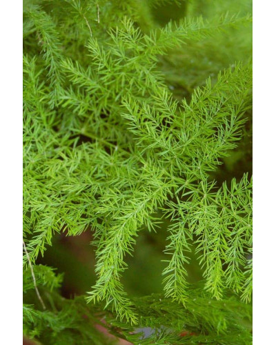 Аспарагус пірястий / Спаржа / Холодок заячий | Asparagus plumosus | Аспарагус перистый/Спаржа/Холодок заячий