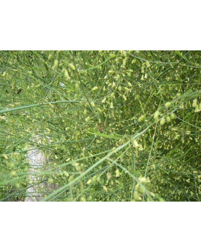 Аспарагус пірястий / Спаржа / Холодок заячий | Asparagus plumosus | Аспарагус перистый/Спаржа/Холодок заячий