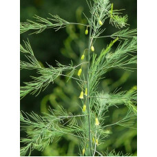 Аспарагус пірястий / Спаржа / Холодок заячий | Asparagus plumosus | Аспарагус перистый/Спаржа/Холодок заячий