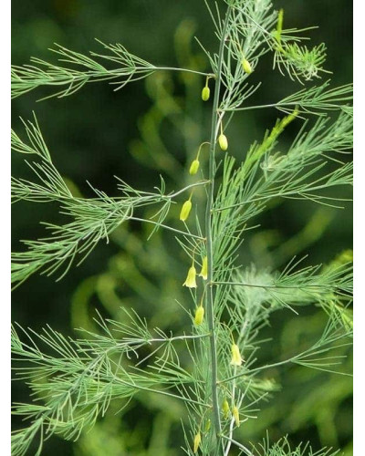 Аспарагус пірястий / Спаржа / Холодок заячий | Asparagus plumosus | Аспарагус перистый/Спаржа/Холодок заячий