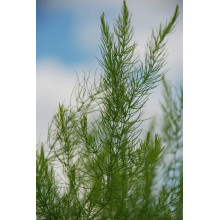 Аспарагус пірястий / Спаржа / Холодок заячий | Asparagus plumosus | Аспарагус перистый/Спаржа/Холодок заячий