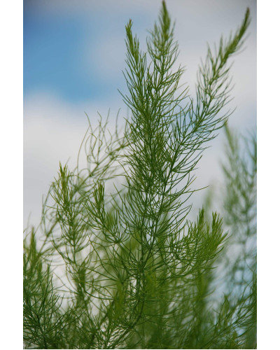 Аспарагус пірястий / Спаржа / Холодок заячий | Asparagus plumosus | Аспарагус перистый/Спаржа/Холодок заячий