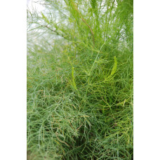 Аспарагус пірястий / Спаржа / Холодок заячий | Asparagus plumosus | Аспарагус перистый/Спаржа/Холодок заячий