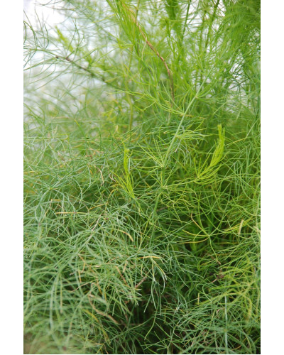 Аспарагус пірястий / Спаржа / Холодок заячий | Asparagus plumosus | Аспарагус перистый/Спаржа/Холодок заячий