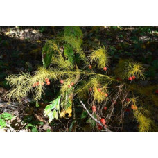 Аспарагус пірястий / Спаржа / Холодок заячий | Asparagus plumosus | Аспарагус перистый/Спаржа/Холодок заячий