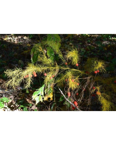 Аспарагус пірястий / Спаржа / Холодок заячий | Asparagus plumosus | Аспарагус перистый/Спаржа/Холодок заячий