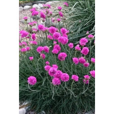 Армерія приморська Розеа (рожева) | Armeria maritima Rosea | Армерия приморская Розеа (розовая)