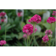 Армерія приморська Розеа (рожева) | Armeria maritima Rosea | Армерия приморская Розеа (розовая)