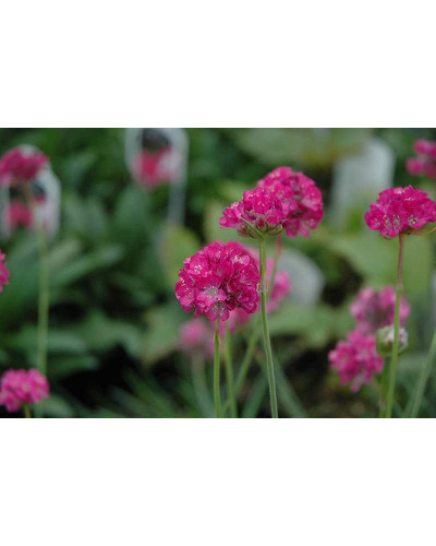 Армерія приморська Розеа (рожева) | Armeria maritima Rosea | Армерия приморская Розеа (розовая)