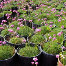 Армерія приморська Розеа (рожева) | Armeria maritima Rosea | Армерия приморская Розеа (розовая)