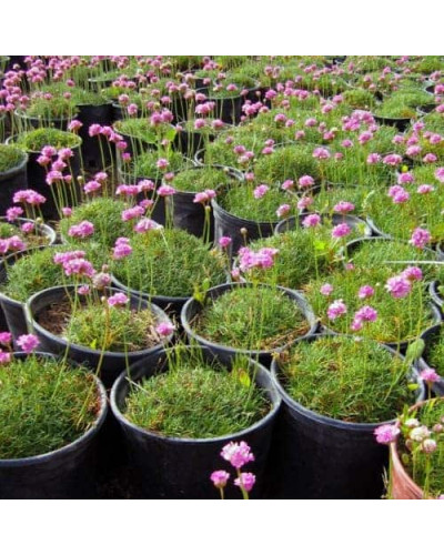 Армерія приморська Розеа (рожева) | Armeria maritima Rosea | Армерия приморская Розеа (розовая)
