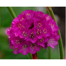 Армерія приморська Розеа (рожева) | Armeria maritima Rosea | Армерия приморская Розеа (розовая)