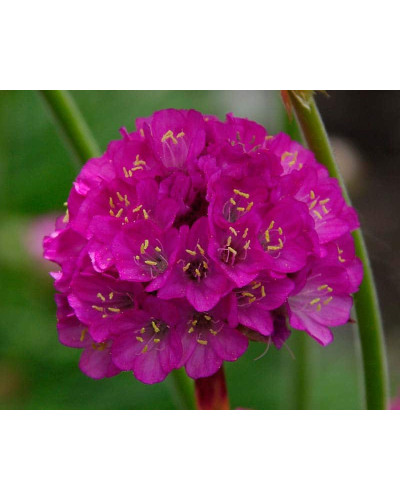 Армерія приморська Розеа (рожева) | Armeria maritima Rosea | Армерия приморская Розеа (розовая)