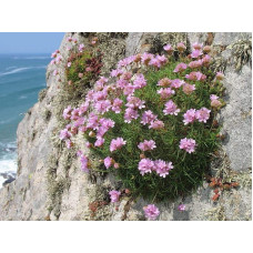 Армерія приморська Розеа (рожева) | Armeria maritima Rosea | Армерия приморская Розеа (розовая)