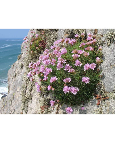 Армерія приморська Розеа (рожева) | Armeria maritima Rosea | Армерия приморская Розеа (розовая)