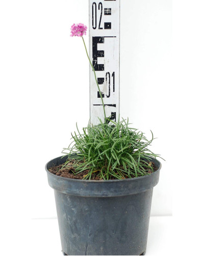 Армерія приморська Розеа (рожева) | Armeria maritima Rosea | Армерия приморская Розеа (розовая)