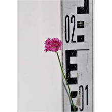 Армерія приморська Розеа (рожева) | Armeria maritima Rosea | Армерия приморская Розеа (розовая)