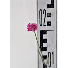 Армерія приморська Розеа (рожева) | Armeria maritima Rosea | Армерия приморская Розеа (розовая)