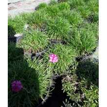 Армерія приморська Розеа (рожева) | Armeria maritima Rosea | Армерия приморская Розеа (розовая)