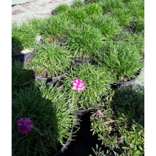 Армерія приморська Розеа (рожева) | Armeria maritima Rosea | Армерия приморская Розеа (розовая)
