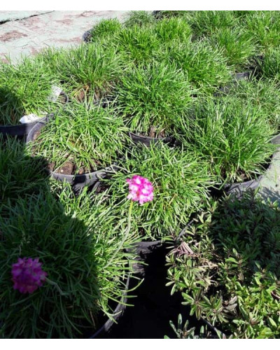 Армерія приморська Розеа (рожева) | Armeria maritima Rosea | Армерия приморская Розеа (розовая)