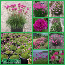 Армерія приморська Розеа (рожева) | Armeria maritima Rosea | Армерия приморская Розеа (розовая)