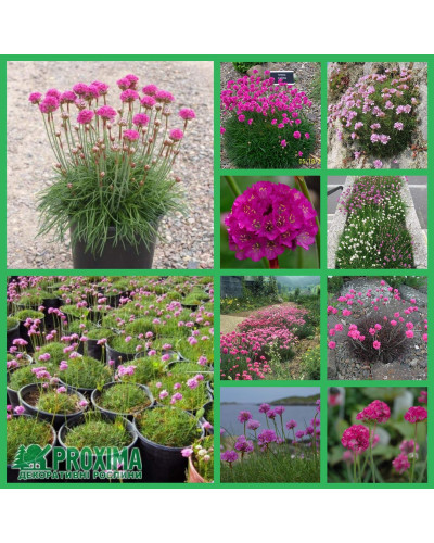 Армерія приморська Розеа (рожева) | Armeria maritima Rosea | Армерия приморская Розеа (розовая)