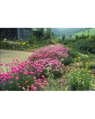 Армерія приморська Розеа (рожева) | Armeria maritima Rosea | Армерия приморская Розеа (розовая)