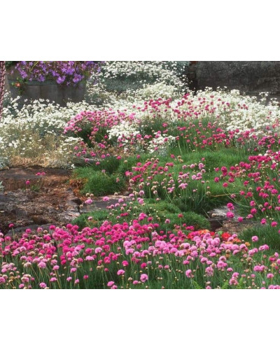 Армерія приморська Розеа (рожева) | Armeria maritima Rosea | Армерия приморская Розеа (розовая)