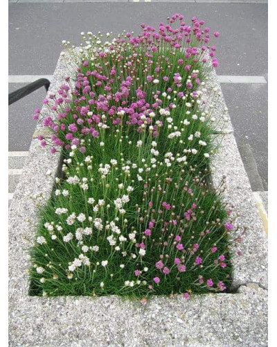 Армерія приморська Розеа (рожева) | Armeria maritima Rosea | Армерия приморская Розеа (розовая)