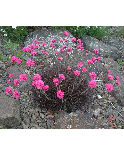 Армерія приморська Розеа (рожева) | Armeria maritima Rosea | Армерия приморская Розеа (розовая)