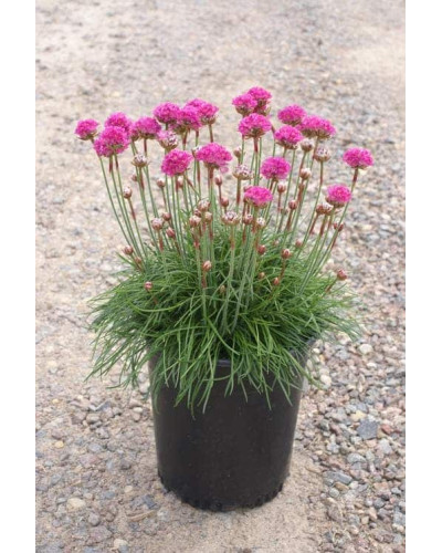 Армерія приморська Розеа (рожева) | Armeria maritima Rosea | Армерия приморская Розеа (розовая)