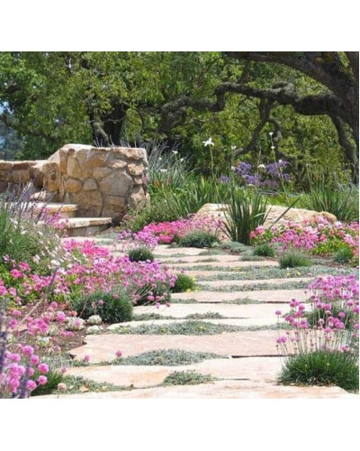 Армерія приморська Розеа (рожева) | Armeria maritima Rosea | Армерия приморская Розеа (розовая)