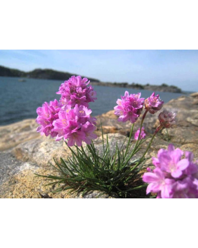 Армерія приморська Розеа (рожева) | Armeria maritima Rosea | Армерия приморская Розеа (розовая)