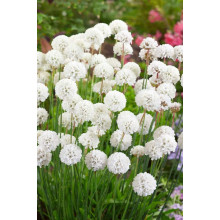 Армерія приморська Альба (біла) | Armeria maritima Alba | Армерия приморская Альба (белая)