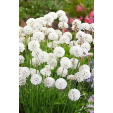 Армерія приморська Альба (біла) | Armeria maritima Alba | Армерия приморская Альба (белая)
