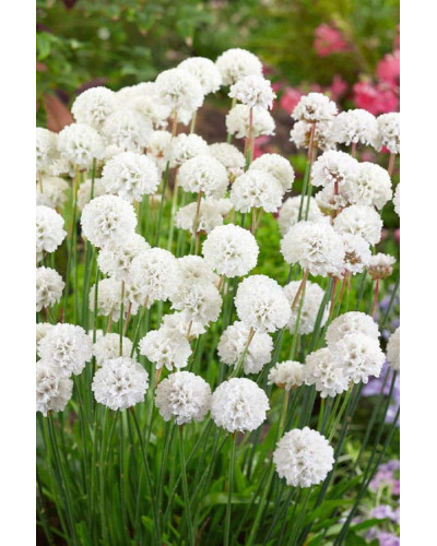Армерія приморська Альба (біла) | Armeria maritima Alba | Армерия приморская Альба (белая)