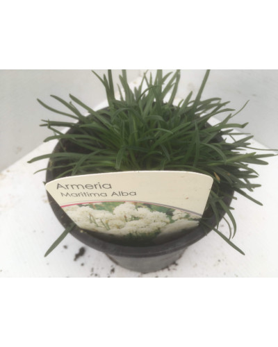 Армерія приморська Альба (біла) | Armeria maritima Alba | Армерия приморская Альба (белая)
