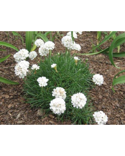 Армерія приморська Альба (біла) | Armeria maritima Alba | Армерия приморская Альба (белая)