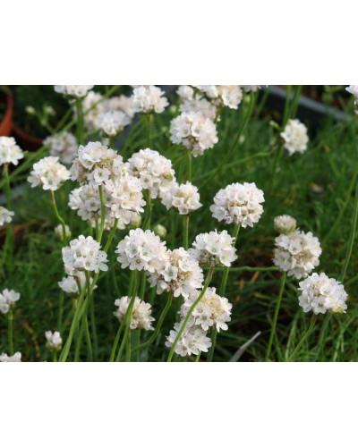 Армерія приморська Альба (біла) | Armeria maritima Alba | Армерия приморская Альба (белая)