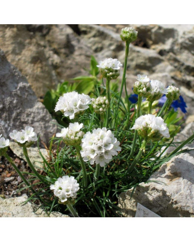 Армерія приморська Альба (біла) | Armeria maritima Alba | Армерия приморская Альба (белая)