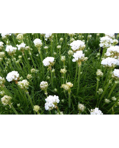 Армерія приморська Альба (біла) | Armeria maritima Alba | Армерия приморская Альба (белая)