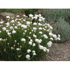 Армерія приморська Альба (біла) | Armeria maritima Alba | Армерия приморская Альба (белая)